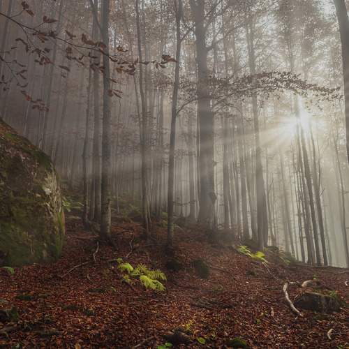 la nebbia nel bosco autunnale