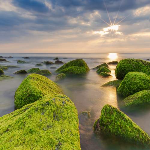 Dawn of Green Moss