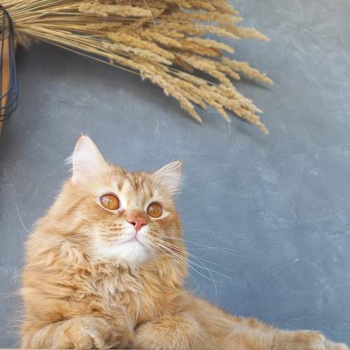 Photo #9067371