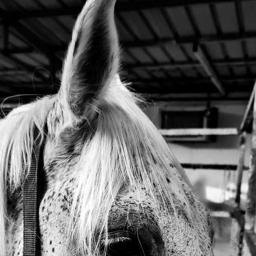 The only horse