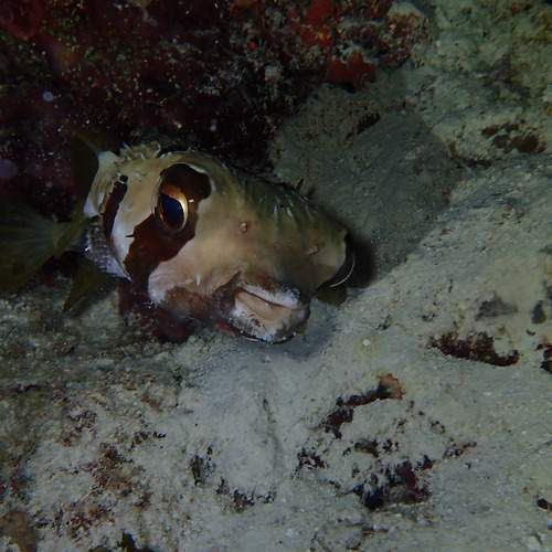 Photo #9068859