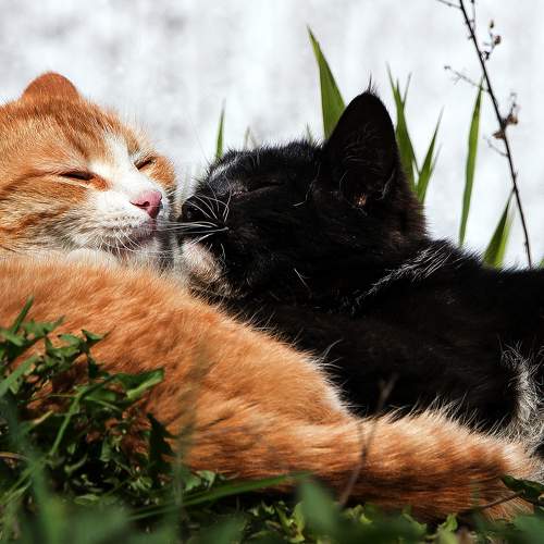 Photo #9068916