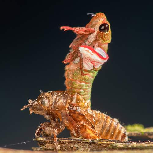 Cicada Shelling