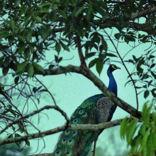 A majestic peacock