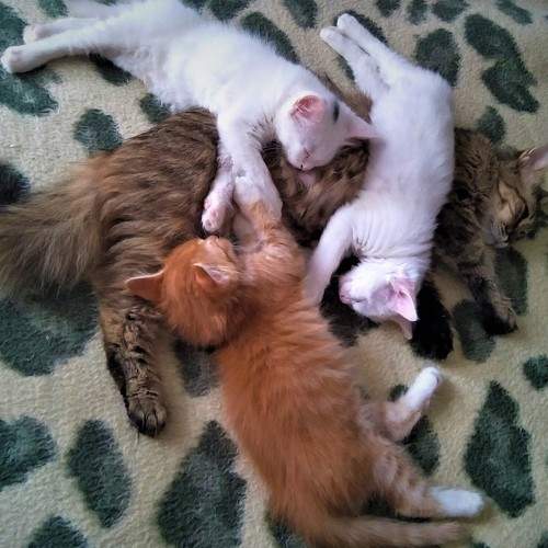 KITTENS