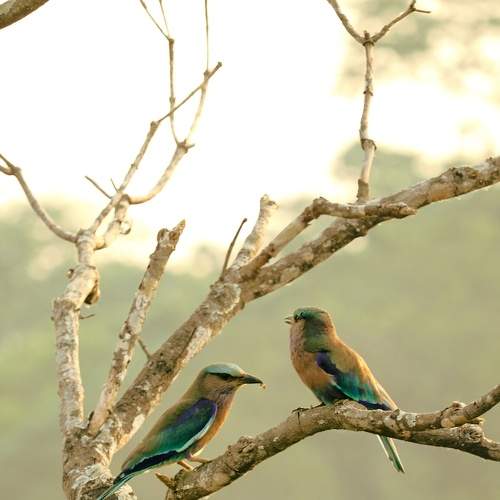 An Indian roller