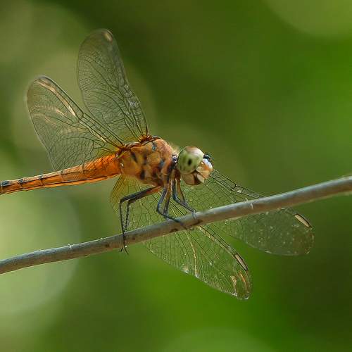 Photo #9072115