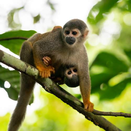 Squirrel Monkey