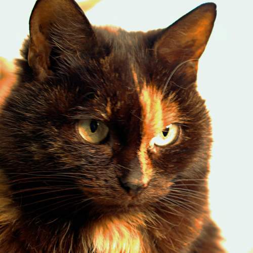 Photo #9076393