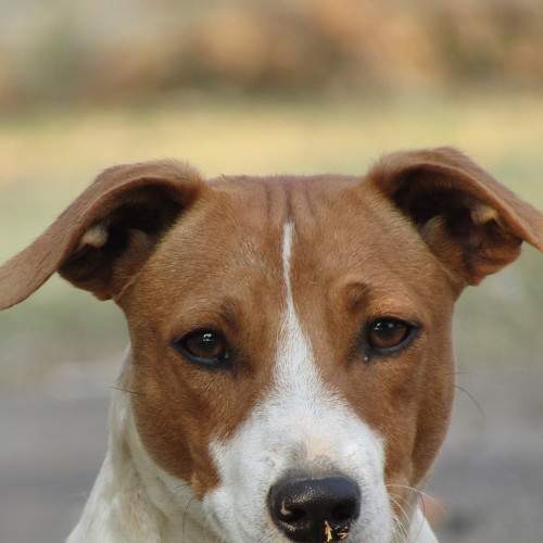 Rover The Jack russel