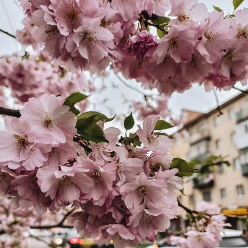 Photo #9081187