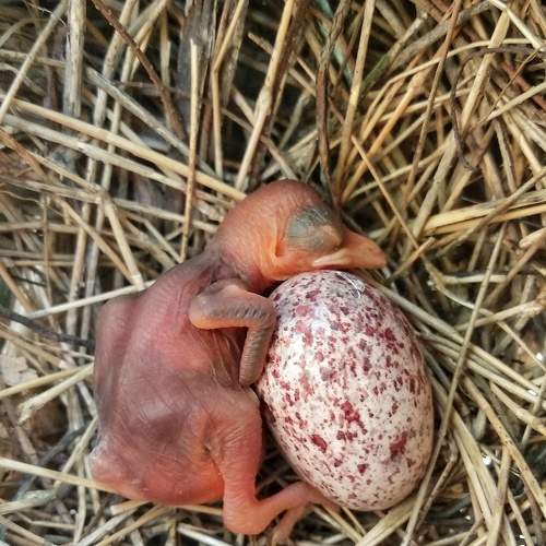 Photo #9081427