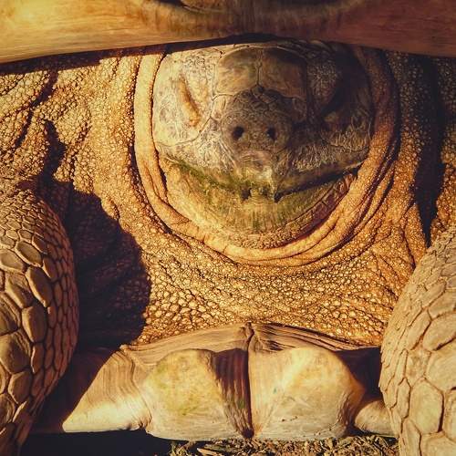 Smiley Turtle