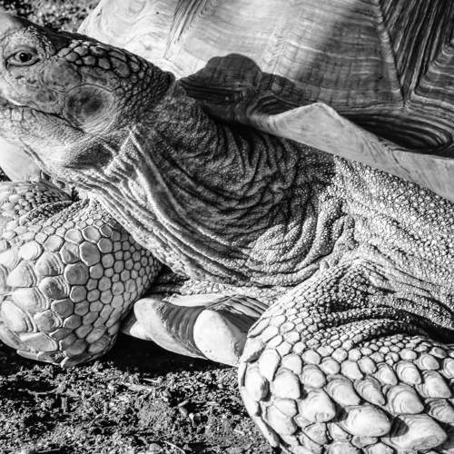 Turtle in KukuZoo