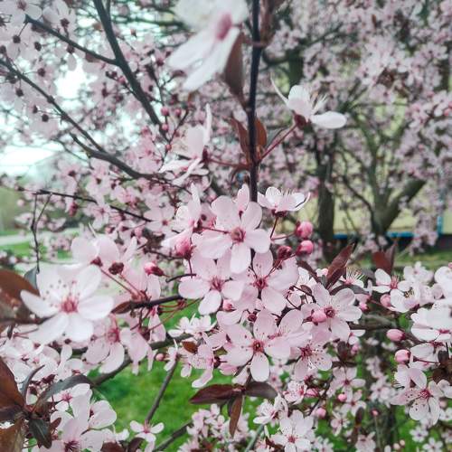 Photo #9083230