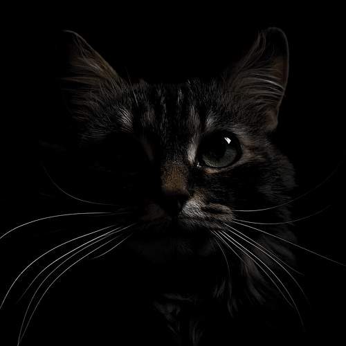 Photo #9083440
