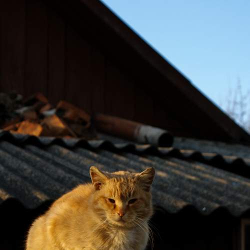 Photo #9086433