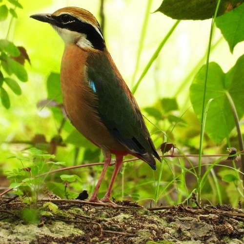 Beauty of Jungle