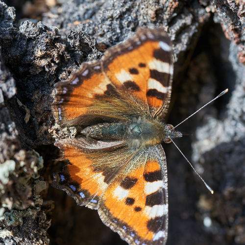 Photo #9092948