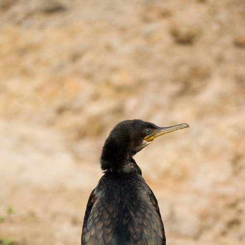 Photo #9095133