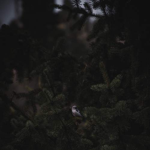 Photo #9096436