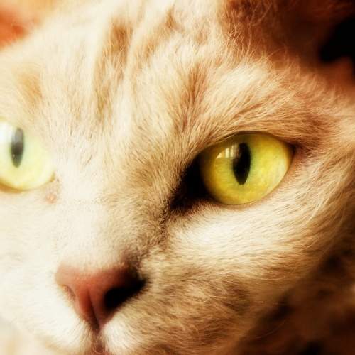 Photo #9098415