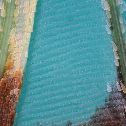 Photo #9099768