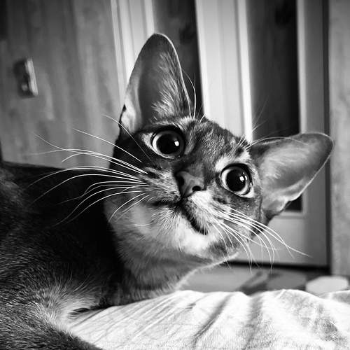 Photo #9102628