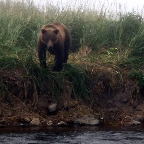 Камчатский мишка