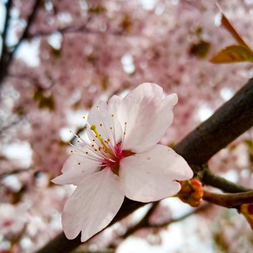 Photo #9106945