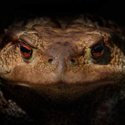 Face to face