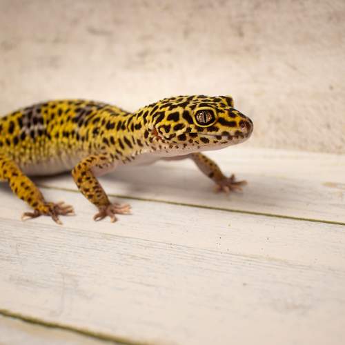 Photo #9119894