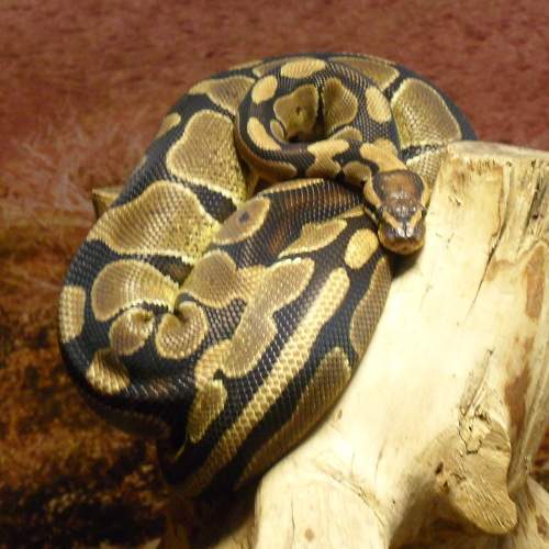 Photo #9120064