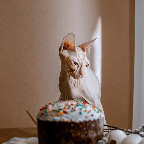 Photo #9120869
