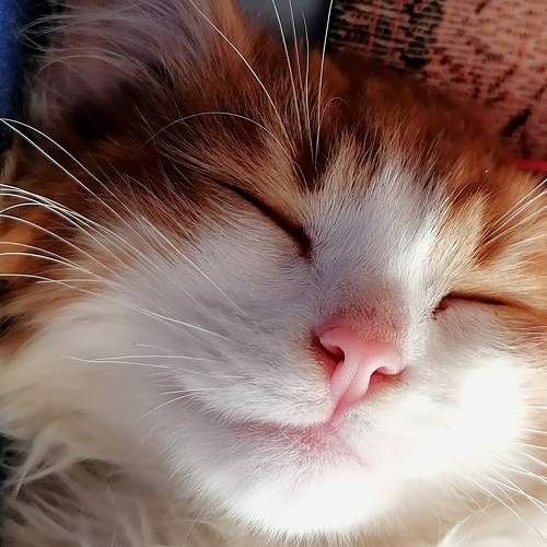 Photo #9124354