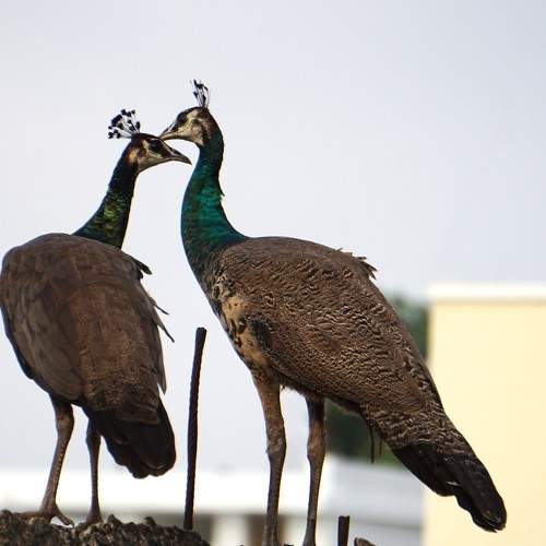 Photo #9125163