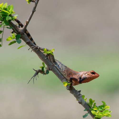 Beauty of lizard
