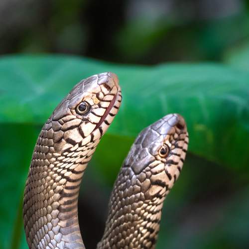 Pair