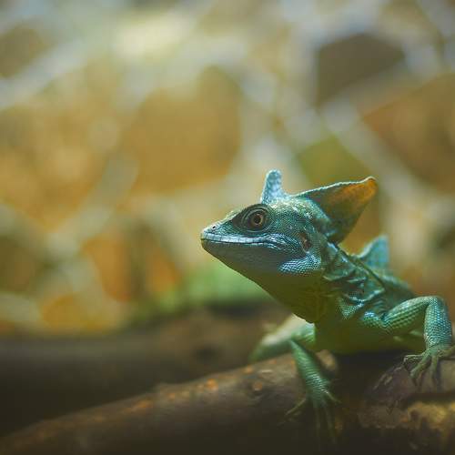 Basilisk