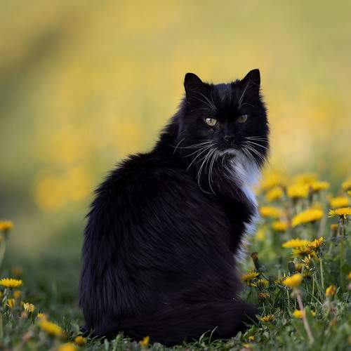 Кот Баюн