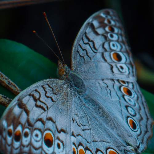 Photo #9130834