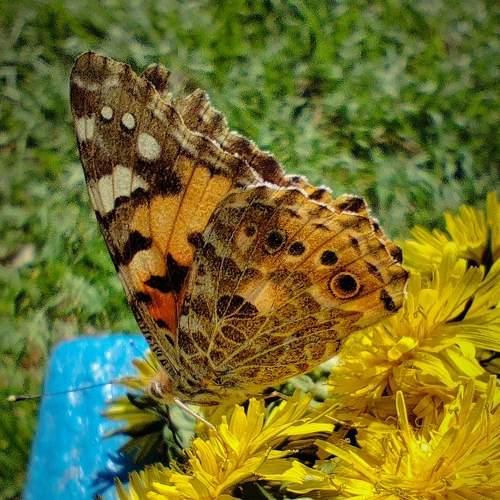 Photo #9131787