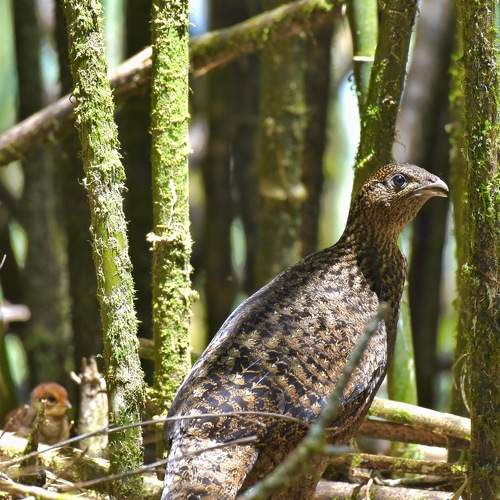 Pheasant of Sikkim Himalayas