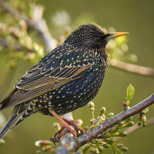Sturnus Vulgaris
