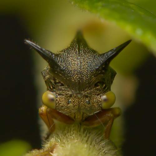 Treehopper
