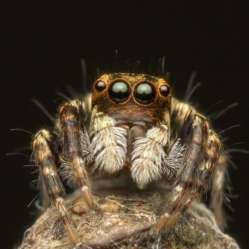 Salticidae