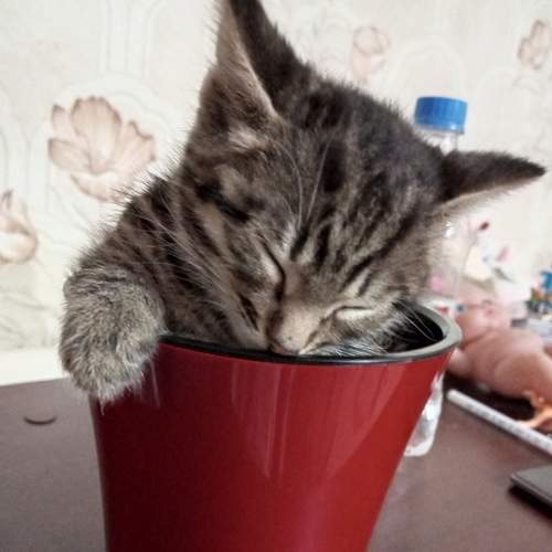 Photo #9134027