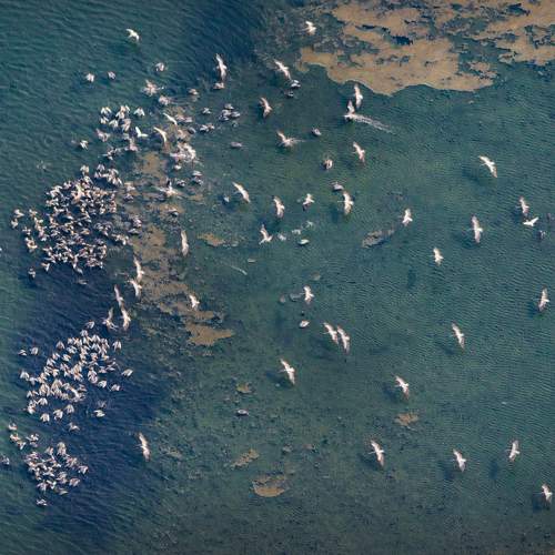 Pelican landing