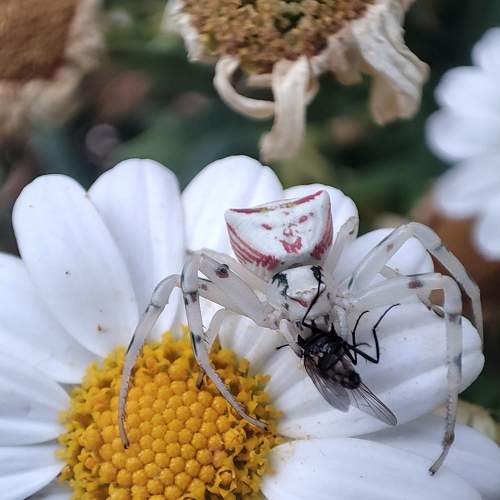 Human face spider