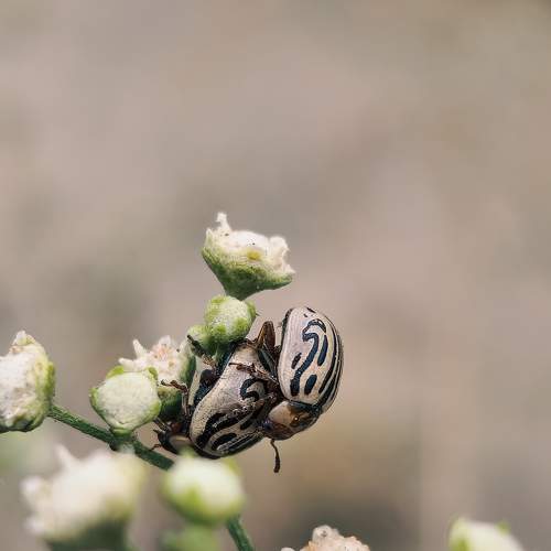 Insects love
